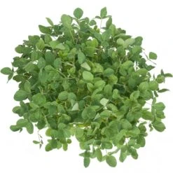 Soybeans - Raw Seed (lb) -Felco Planter Butik scl860 a 2