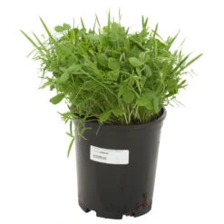 Peaceful Valley Legume Oat Mix #1 - Raw Seed (lb) -Felco Planter Butik scm350 a 1