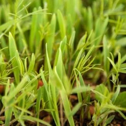 Peaceful Valley Legume Oat Mix #1 - Raw Seed (lb) -Felco Planter Butik scm350 web