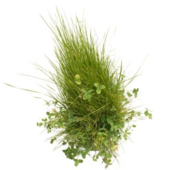 Peaceful Valley Roadway Mix - Nitrocoated Seed (lb) -Felco Planter Butik scm550 d