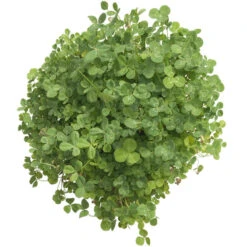 Peaceful Valley Low-Growing Clover Mix - Nitrocoated Seed (lb) -Felco Planter Butik scm700 d