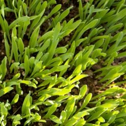 Beardless Barley Seed (lb) -Felco Planter Butik scn100 web