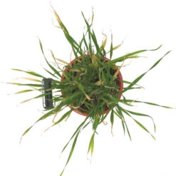 Beardless Barley Seed (lb) -Felco Planter Butik scn100b