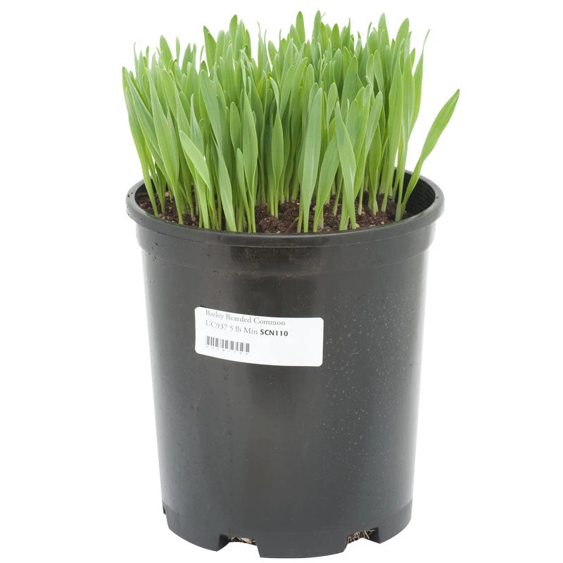 Bearded Barley Seed (lb) 2 Bearded Barley Seed (lb) - Billede 2