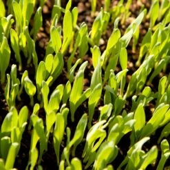 Bearded Barley Seed (lb) 5 Bearded Barley Seed (lb) -Felco Planter Butik scn110 web