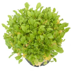 Daikon Radish Seed (Oilseed) (lb) -Felco Planter Butik scn112 a 2
