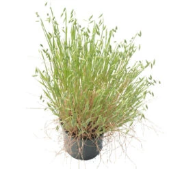 White Oats Seed (lb) -Felco Planter Butik scn320 b