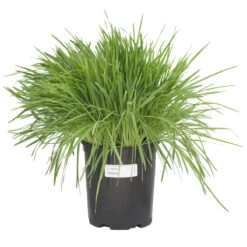 White Oats Seed (lb) -Felco Planter Butik scn320 c