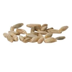 Cereal Rye Seed (Cold Hardy) (lb) -Felco Planter Butik scn395a