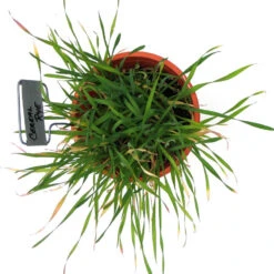 Cereal Rye Seed (Cold Hardy) (lb) -Felco Planter Butik scn395b