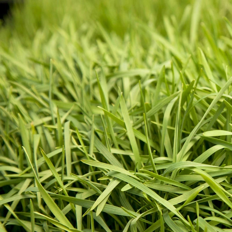 Organic Triticale Seed (lb) 2 Organic Triticale Seed (lb) - Billede 2