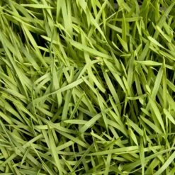 Organic Triticale Seed (lb) 8 Organic Triticale Seed (lb) -Felco Planter Butik scn449 5 web