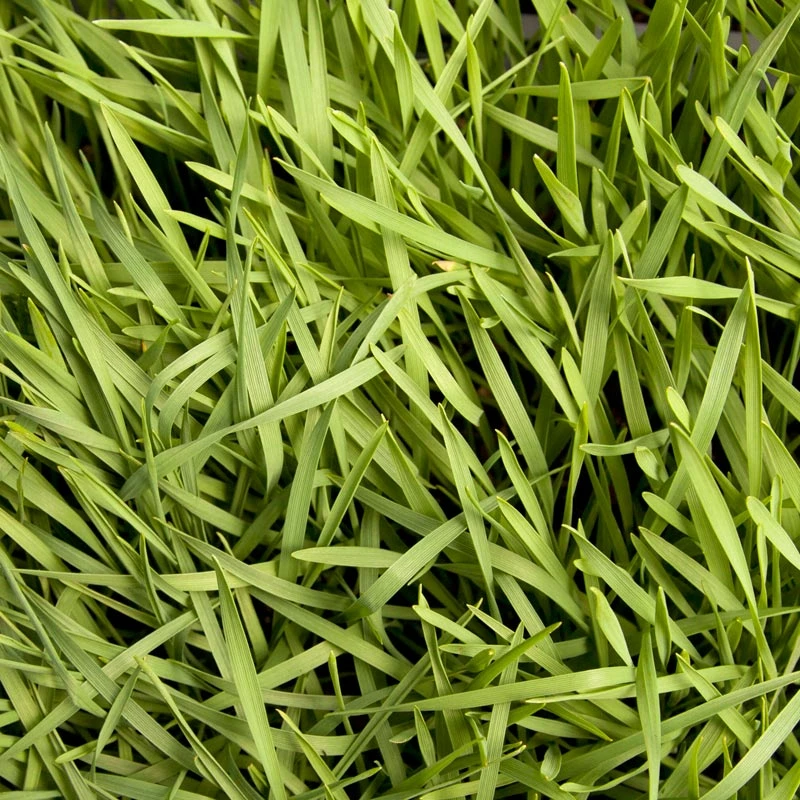 Organic Triticale Seed (lb) 3 Organic Triticale Seed (lb) - Billede 3