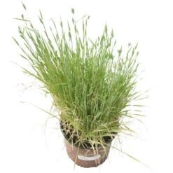 Juan Triticale Seed (lb) -Felco Planter Butik scn451 b