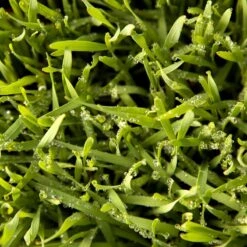 Juan Triticale Seed (lb) -Felco Planter Butik scn451 web