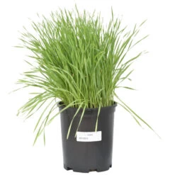 Wheat Red Winter Seed (lb) -Felco Planter Butik scn500 b