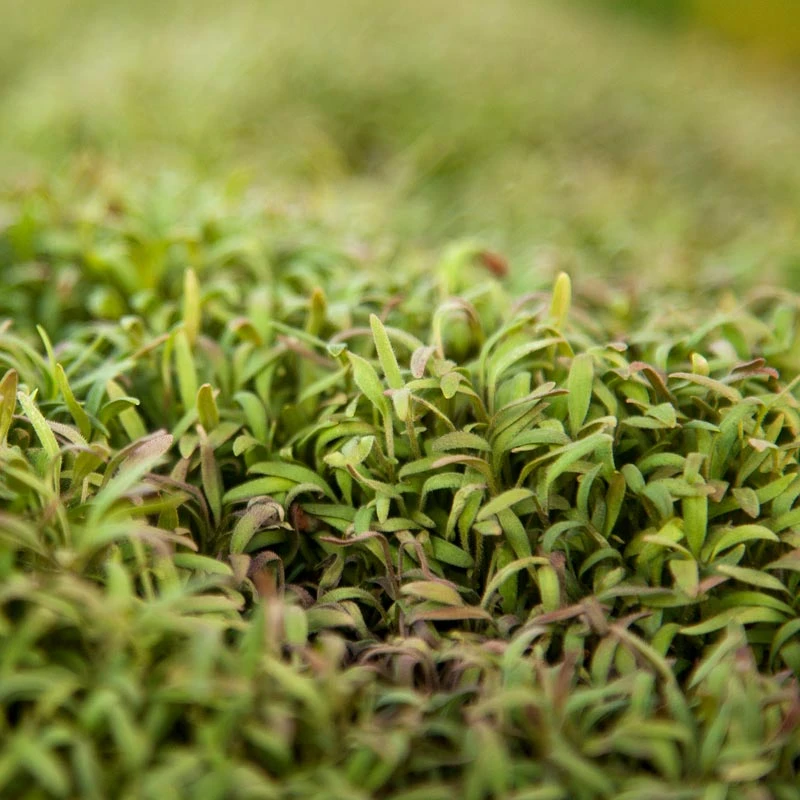 Phacelia Seed (lb) 2 Phacelia Seed (lb) - Billede 2