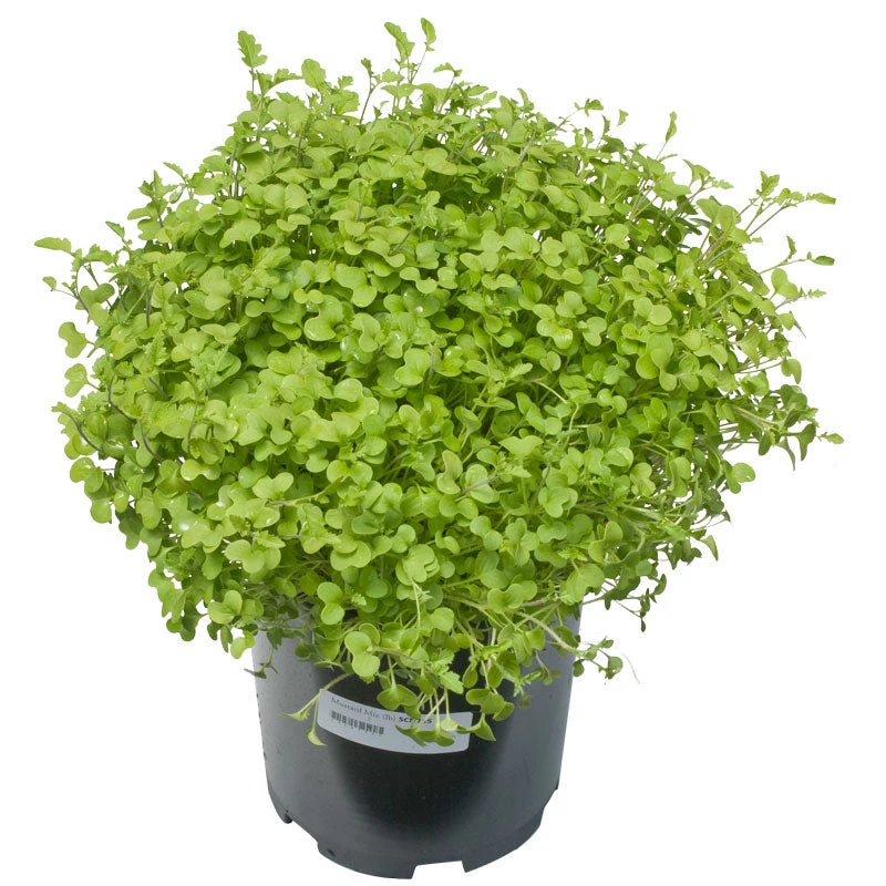 Mustard Mix Seed (lb) 3 Mustard Mix Seed (lb) - Billede 3