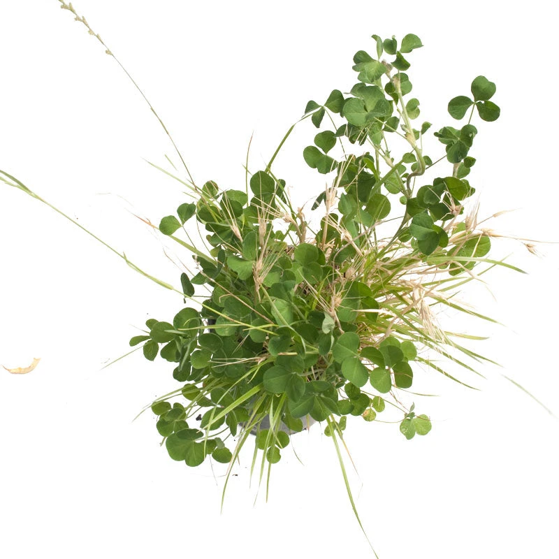 Peaceful Valley General Purpose Erosion Mix - Nitrocoated Seed (lb) 3 Peaceful Valley General Purpose Erosion Mix - Nitrocoated Seed (lb) - Billede 3