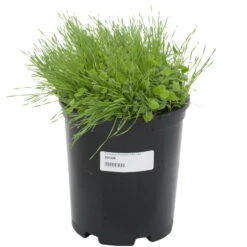 Peaceful Valley Premium Erosion Mix - Nitrocoated Seed (lb) -Felco Planter Butik sec300 a