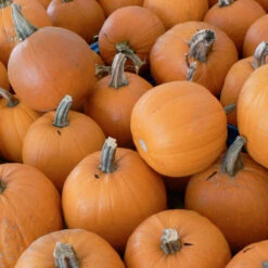 Small Sugar Pumpkin Seeds (Organic) 5 Small Sugar Pumpkin Seeds (Organic) -Felco Planter Butik small sugar