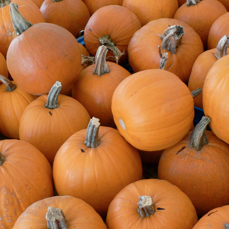 Small Sugar Pumpkin Seeds (Organic) 3 Small Sugar Pumpkin Seeds (Organic) - Billede 3