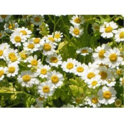 Strictly Medicinal Organic Feverfew -Felco Planter Butik snv7066 web