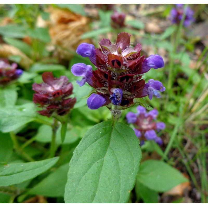 Strictly Medicinal Organic Self Heal (Prunella Vulgaris) 3 Strictly Medicinal Organic Self Heal (Prunella Vulgaris) - Billede 3