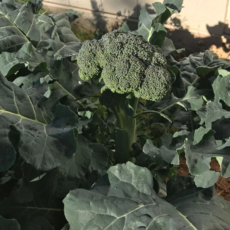 Di Cicco Broccoli Seeds (Organic) 2 Di Cicco Broccoli Seeds (Organic) - Billede 2