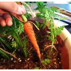 Little Finger Carrot Seeds (Organic) -Felco Planter Butik snv8026 web