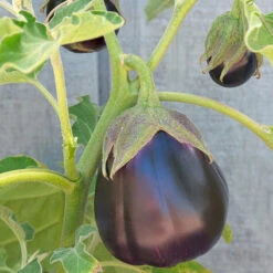 Black Beauty Eggplant Seeds (Organic) -Felco Planter Butik snv8053 web
