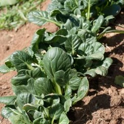 Mustard Tatsoi Greens Seeds (Organic) 6 Mustard Tatsoi Greens Seeds (Organic) -Felco Planter Butik snv8065