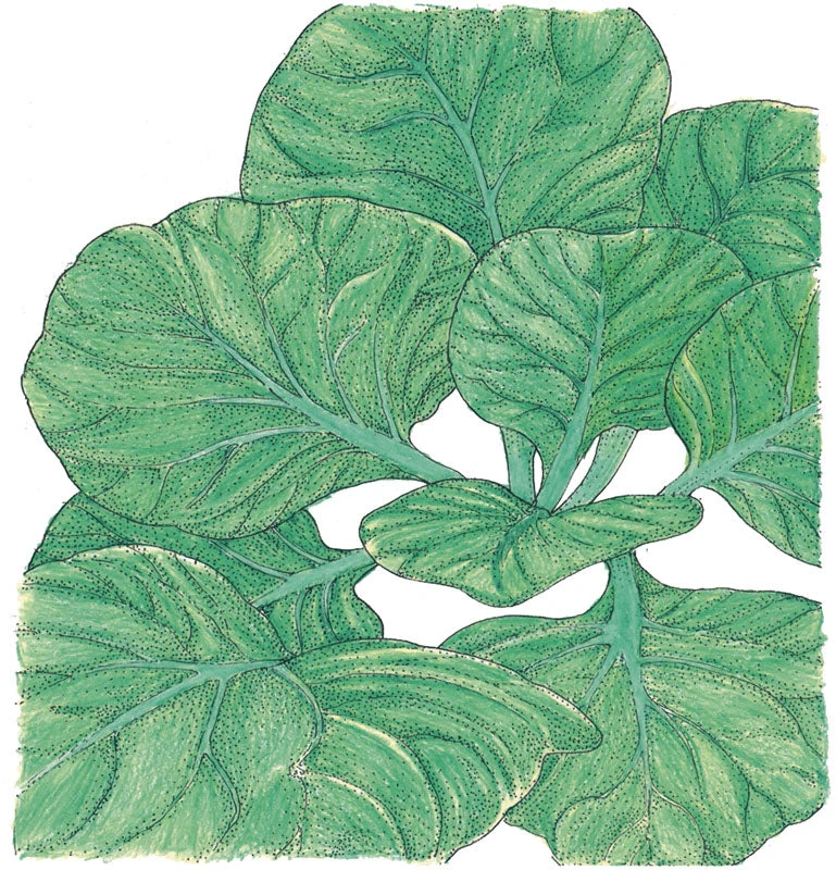 Mustard Tatsoi Greens Seeds (Organic) 2 Mustard Tatsoi Greens Seeds (Organic) - Billede 2
