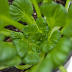 Mustard Tatsoi Greens Seeds (Organic) 7 Mustard Tatsoi Greens Seeds (Organic) -Felco Planter Butik snv8065 web
