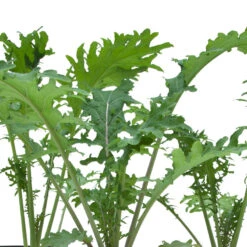 Red Russian Kale Seeds (Organic) 7 Red Russian Kale Seeds (Organic) -Felco Planter Butik snv8070 web
