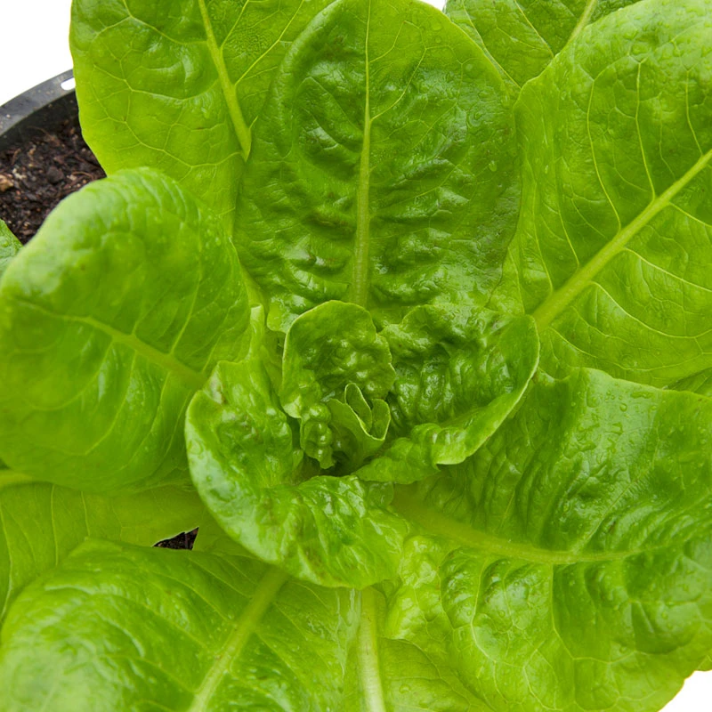 Organic Lettuce, Buttercrunch (1/4 Lb) 2 Organic Lettuce, Buttercrunch (1/4 Lb) - Billede 2