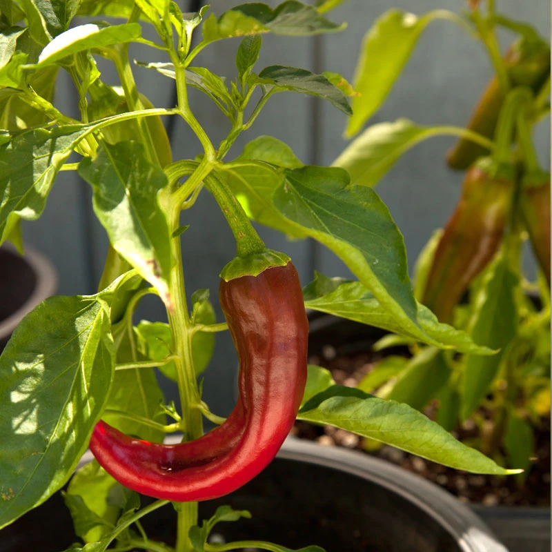 Hot New Mexico Joe Parker Pepper Seeds (Organic) 4 Hot New Mexico Joe Parker Pepper Seeds (Organic) - Billede 4