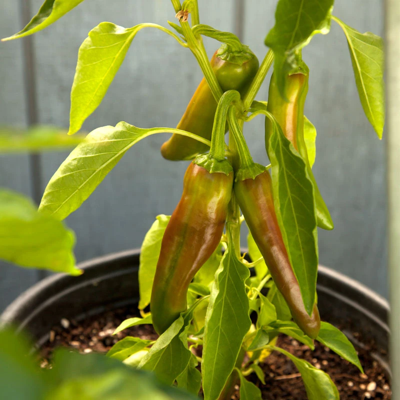 Hot New Mexico Joe Parker Pepper Seeds (Organic) 5 Hot New Mexico Joe Parker Pepper Seeds (Organic) - Billede 5