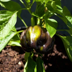 Purple Beauty Sweet Pepper Seeds (Organic) -Felco Planter Butik snv8131 web