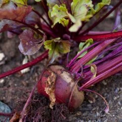 Bull's Blood Beet Seeds (Organic) -Felco Planter Butik snv8204 a 1