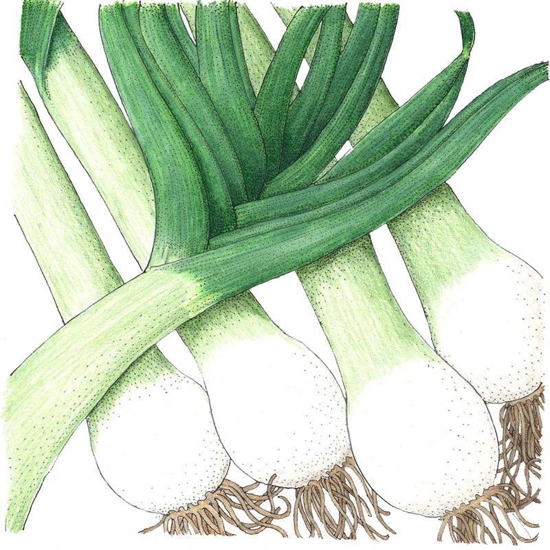 Varna Leek Seeds (Organic) 2 Varna Leek Seeds (Organic) - Billede 2