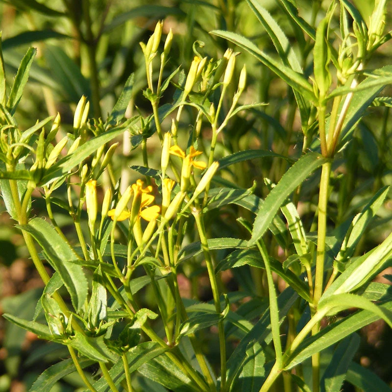 Organic Tarragon, Mexican 2 Organic Tarragon, Mexican - Billede 2