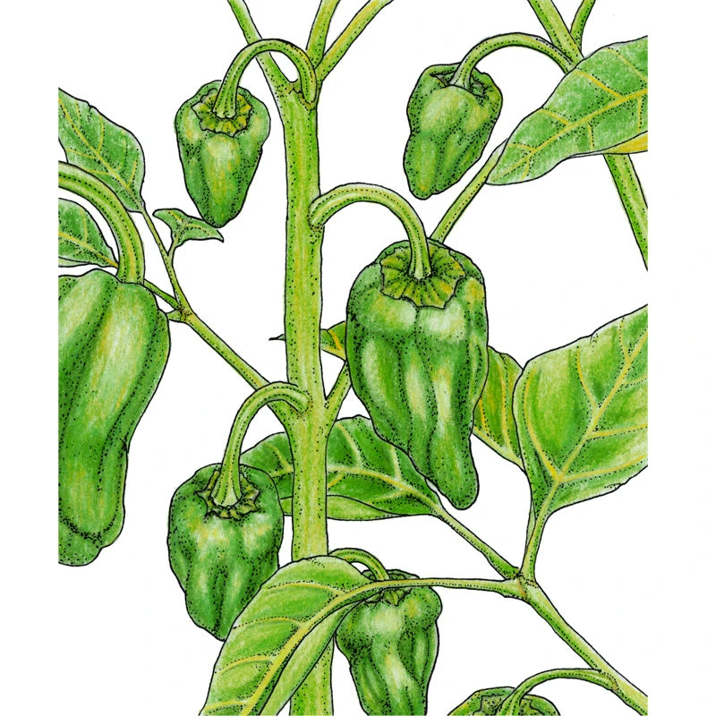 Padron Pepper Seeds (Organic) 2 Padron Pepper Seeds (Organic) - Billede 2