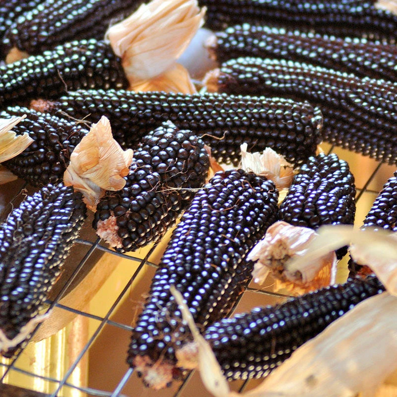 Dakota Black Popcorn Corn Seeds (Organic) 2 Dakota Black Popcorn Corn Seeds (Organic) - Billede 2