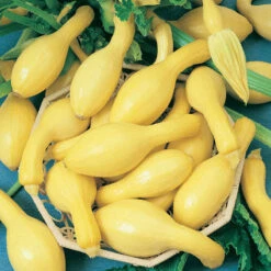 Early Crookneck Summer Squash Seeds (Organic) -Felco Planter Butik squash summerpac