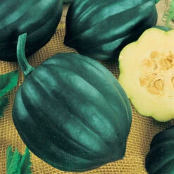 Table Queen Acorn Winter Squash Seeds (Organic) -Felco Planter Butik squash table queen acorn