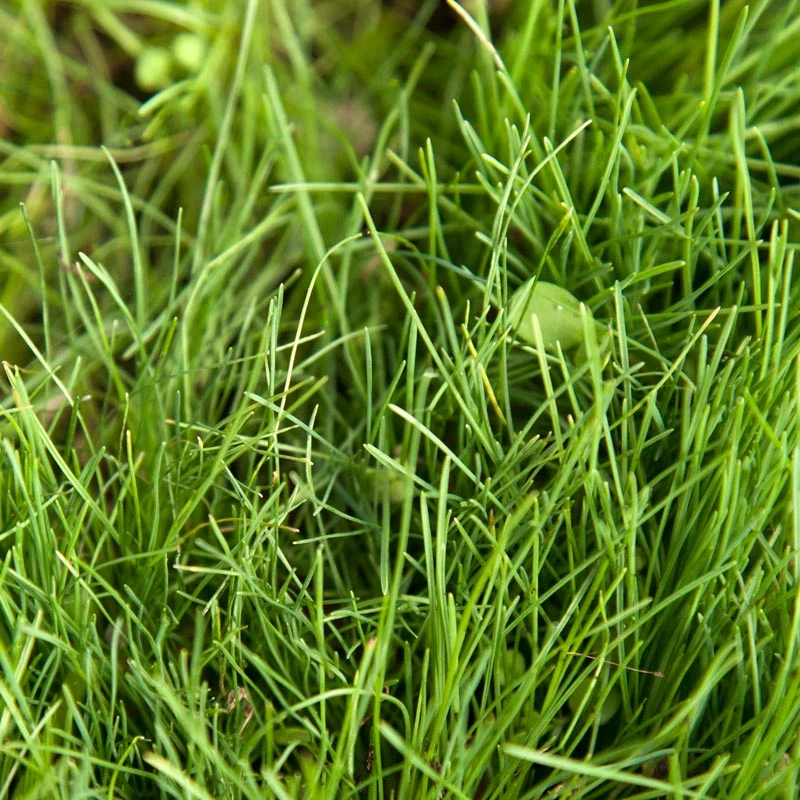 Peaceful Valley Kaleidoscope Meadow Mix - Seed (lb) 4 Peaceful Valley Kaleidoscope Meadow Mix - Seed (lb) - Billede 4