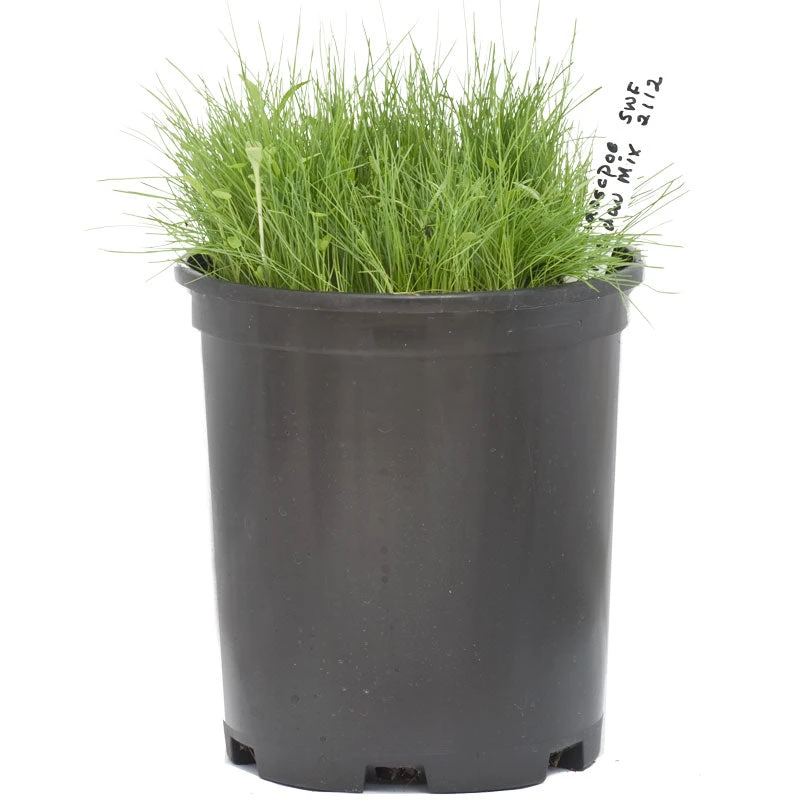 Peaceful Valley Kaleidoscope Meadow Mix - Seed (lb) 2 Peaceful Valley Kaleidoscope Meadow Mix - Seed (lb) - Billede 2