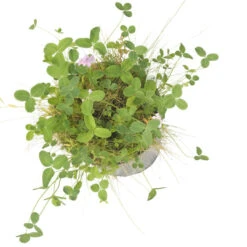 Peaceful Valley Kaleidoscope Meadow Mix - Seed (lb) 6 Peaceful Valley Kaleidoscope Meadow Mix - Seed (lb) -Felco Planter Butik swf2112 b