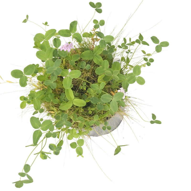 Peaceful Valley Kaleidoscope Meadow Mix - Seed (lb) 3 Peaceful Valley Kaleidoscope Meadow Mix - Seed (lb) - Billede 3